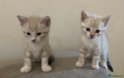 Bengal cats for sale: Bengal Cross Kittens  - Image 2