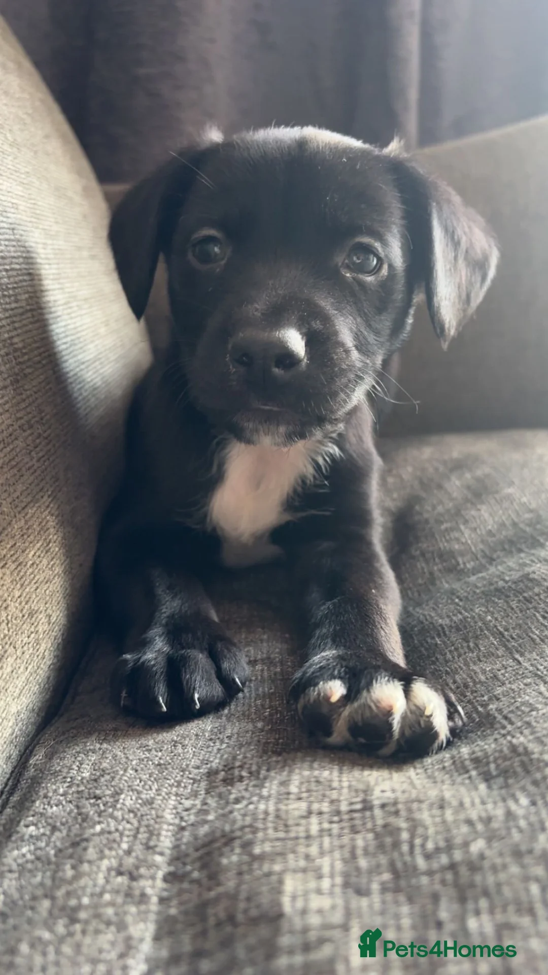 Mixed Breed dogs for sale: Cocker spaniel x Border collie male puppy - Advert 2