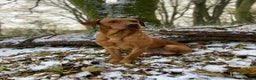 Labrador Retriever dogs for stud: Kenynten Take The Field available for Stud in Driffield - Advert 3