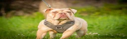 English Bulldog dogs for sale: English bulldog  - Advert 2
