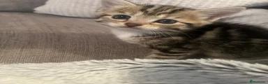 Domestic Shorthair 1
