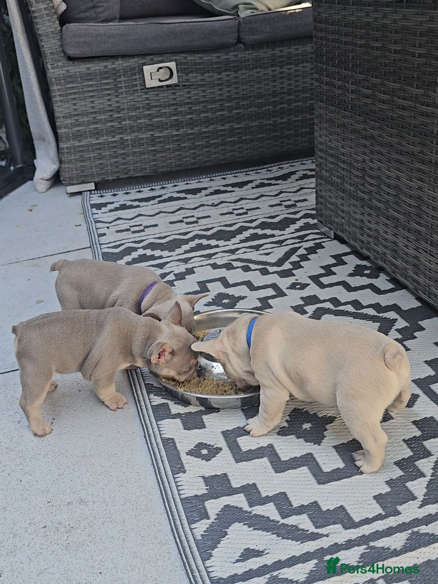 French Bulldog dogs ⭐️KC Reg⭐️Isabella & tan girls/liliac fawn boy 🐾 - Advert 4