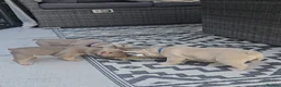 French Bulldog dogs for sale: ⭐️KC Reg⭐️Isabella & tan/liliac fawn ❤️ 🐾 - Advert 7