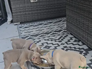 French Bulldog dogs ⭐️KC Reg⭐️Isabella & tan girls/liliac fawn boy 🐾 - Advert 4