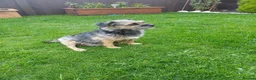 Border Terrier dogs for sale: Gorgeous Border Terrier pups in Selkirk - Advert 1