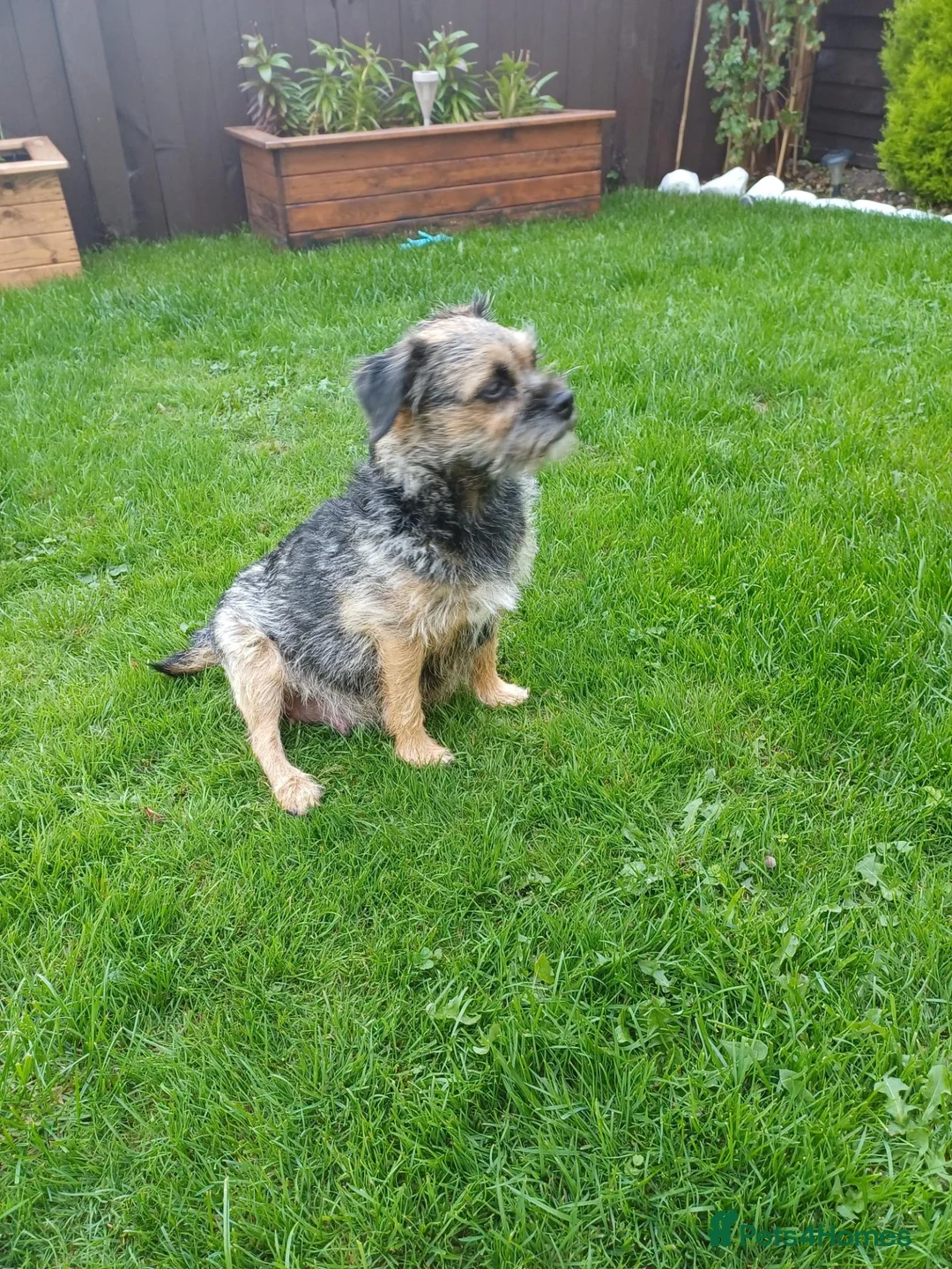 Border Terrier dogs for sale: Gorgeous Border Terrier pups in Selkirk - Advert 1