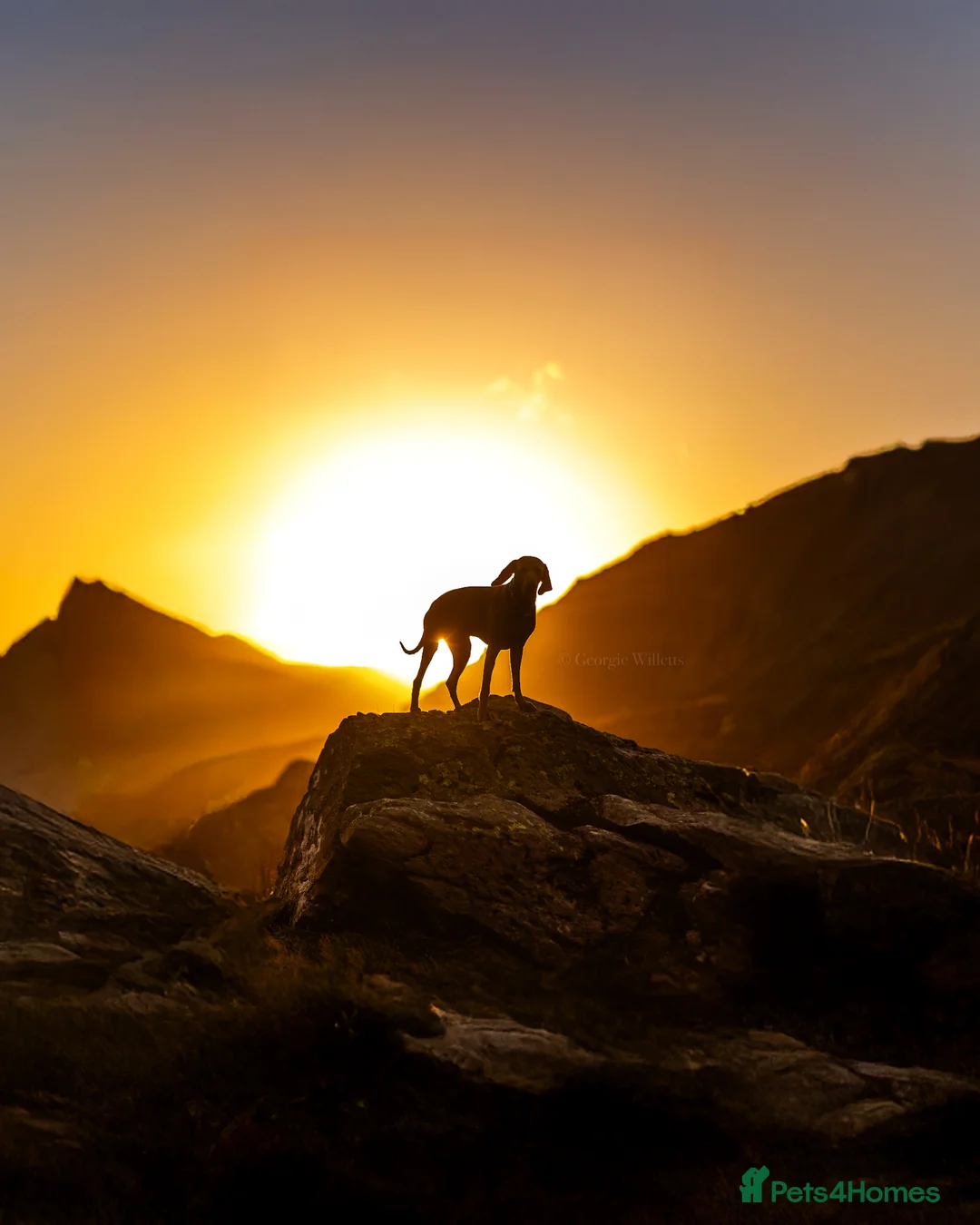 Weimaraner dogs for stud: **HEALTH TESTED** KC REG SHOW WEIMARANER FOR STUD - Advert 13