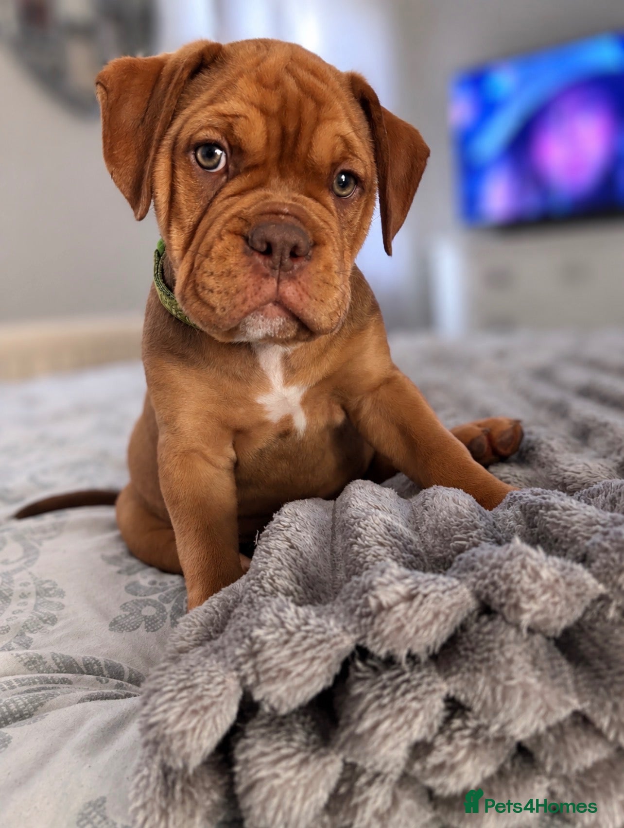 Mixed Breed dogs for sale: OLDE STAFF ENGLISH BULLDOGGE - Advert 1