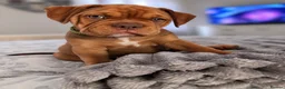 Mixed Breed dogs for sale: OLDE STAFF ENGLISH BULLDOGGE - Advert 1