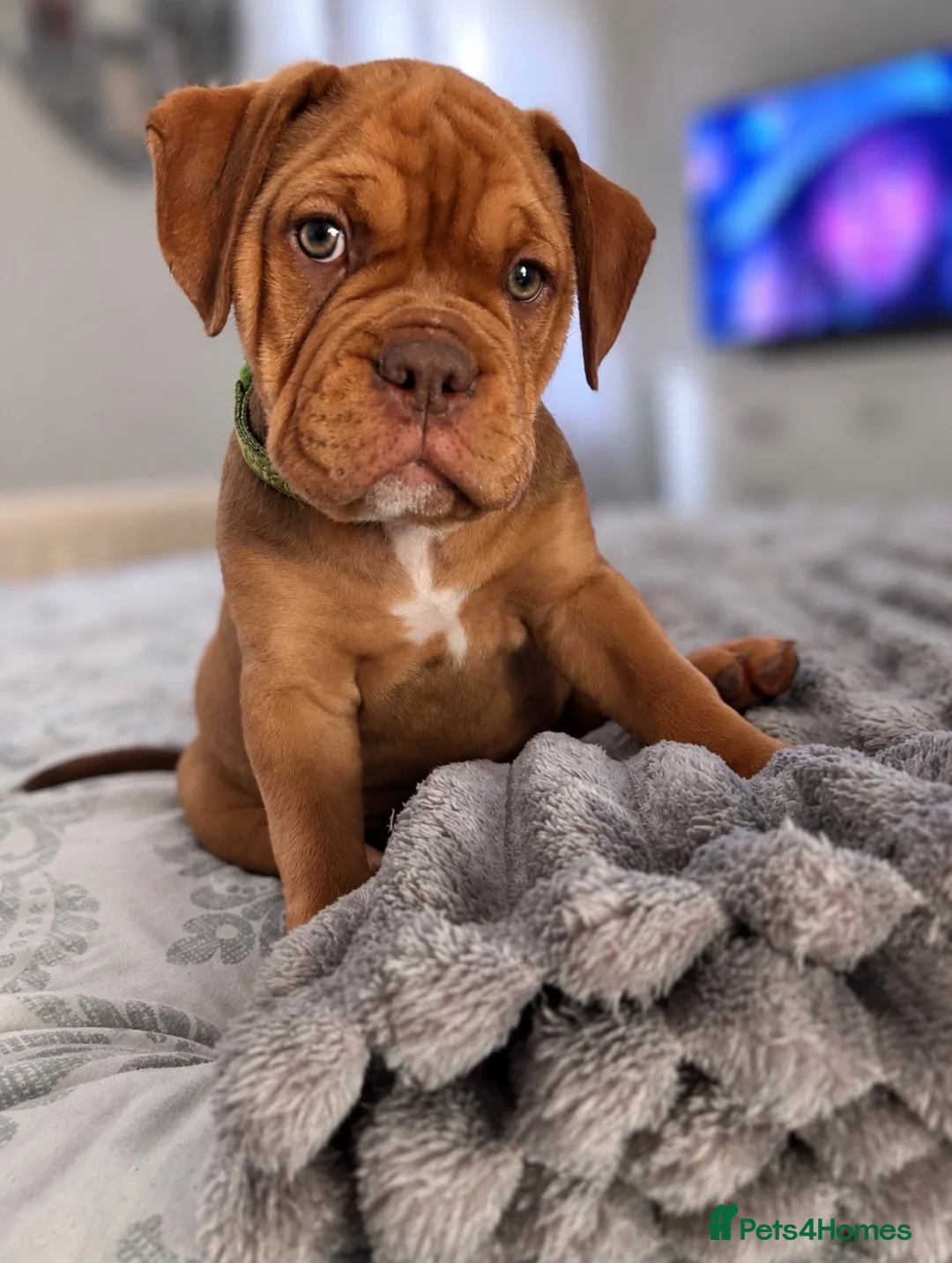 Mixed Breed dogs for sale: OLDE STAFF ENGLISH BULLDOGGE - Advert 1
