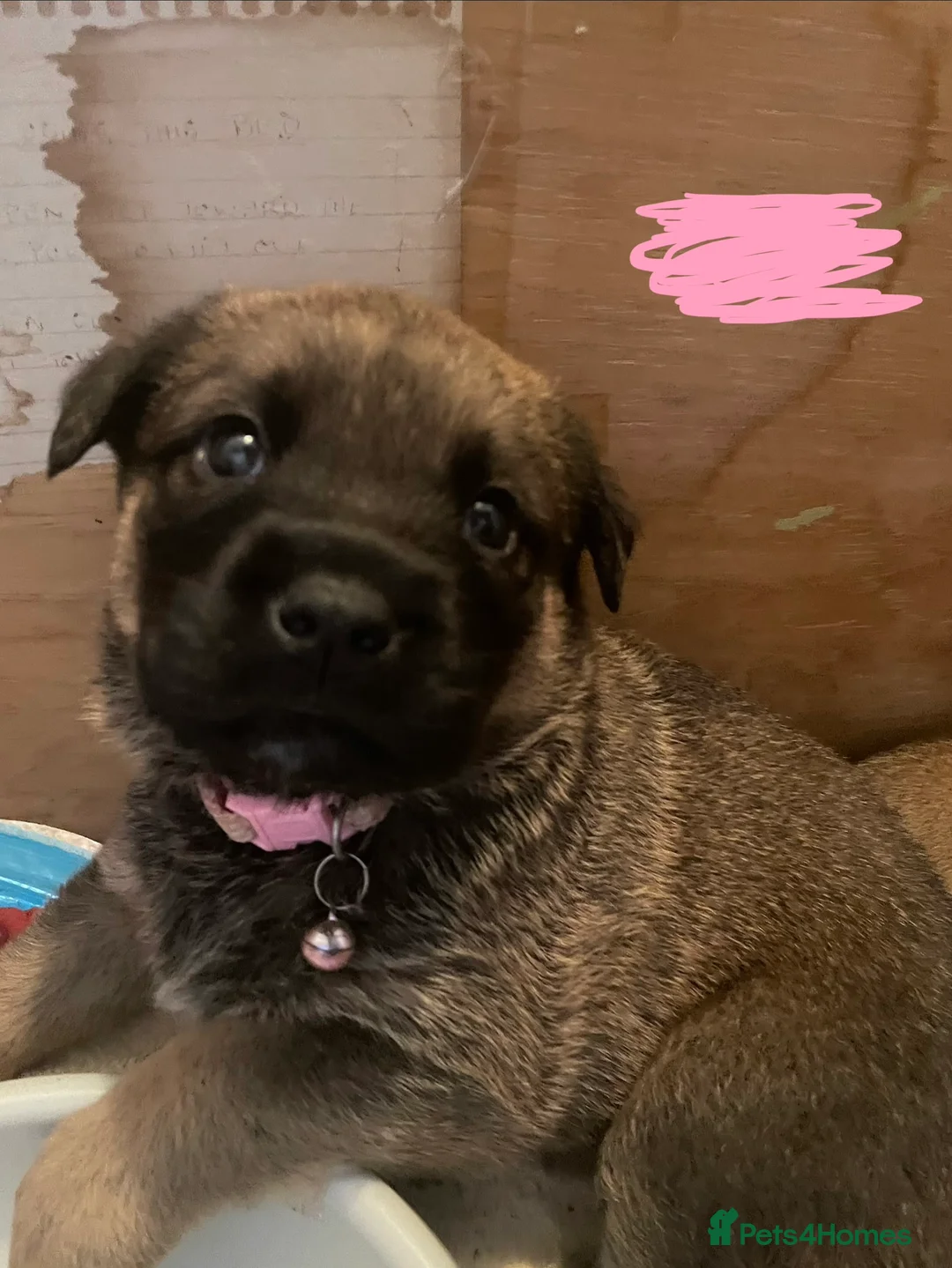 Mixed Breed dogs for sale: Ellisa sutcliffe  - Advert 4