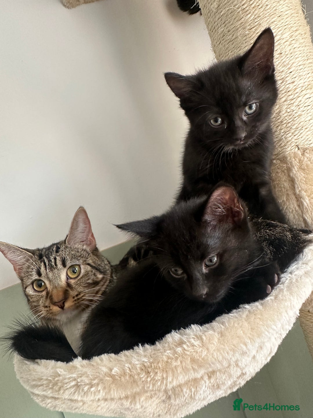 Mixed Breed cats for sale: 3 Female Ghost Tabby’s For Sale - Image 8