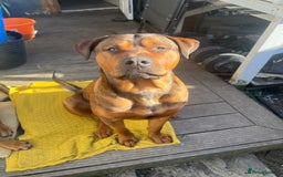 American Bull Staffy dogs for stud: Crash Bandicoot Staffweiler e ATAT d DNA tested ✅✅ - Image 16