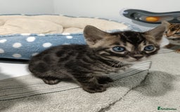 Bengal cats for sale: Pure Bengal kittens - Image 26