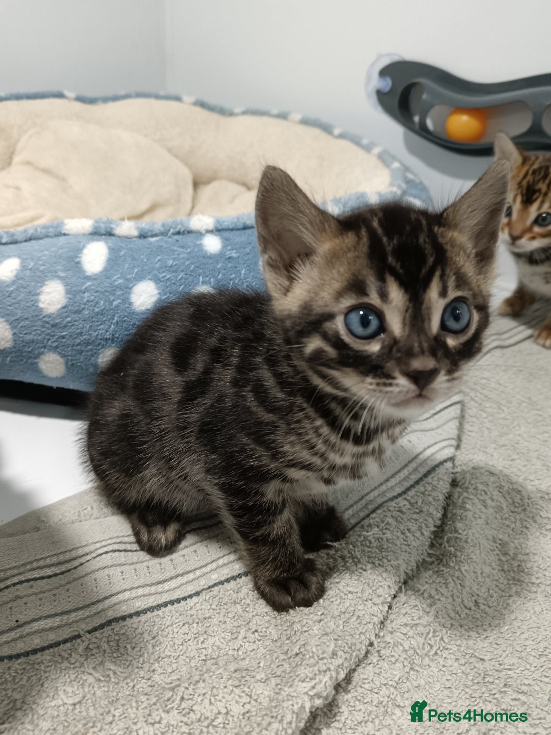Bengal cats for sale: Pure Bengal kittens - Image 26