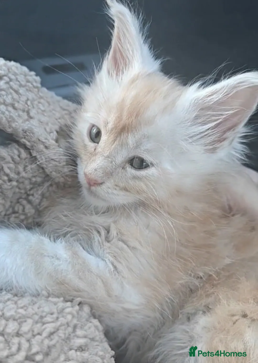 Maine Coon cats for sale: Male pure main coon - Advert 1