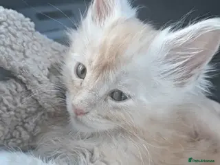 Maine Coon cats Male pure main coon - Advert 12