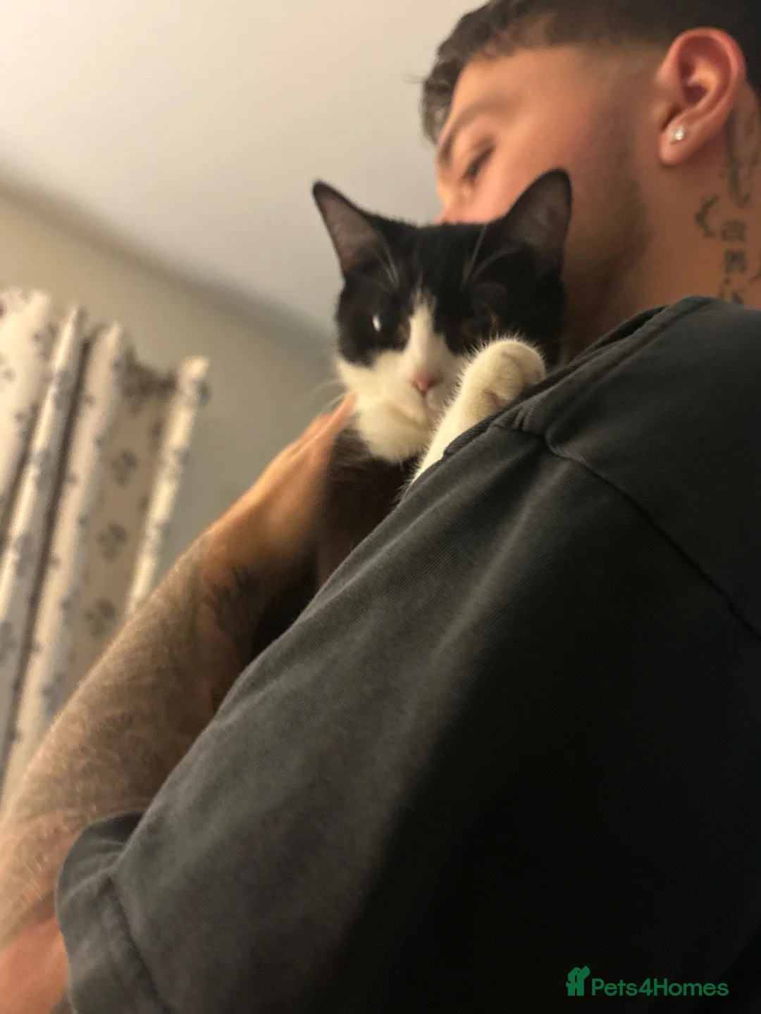Mixed Breed cats for sale: 3 beautiful kittens in Nottingham - Advert 1