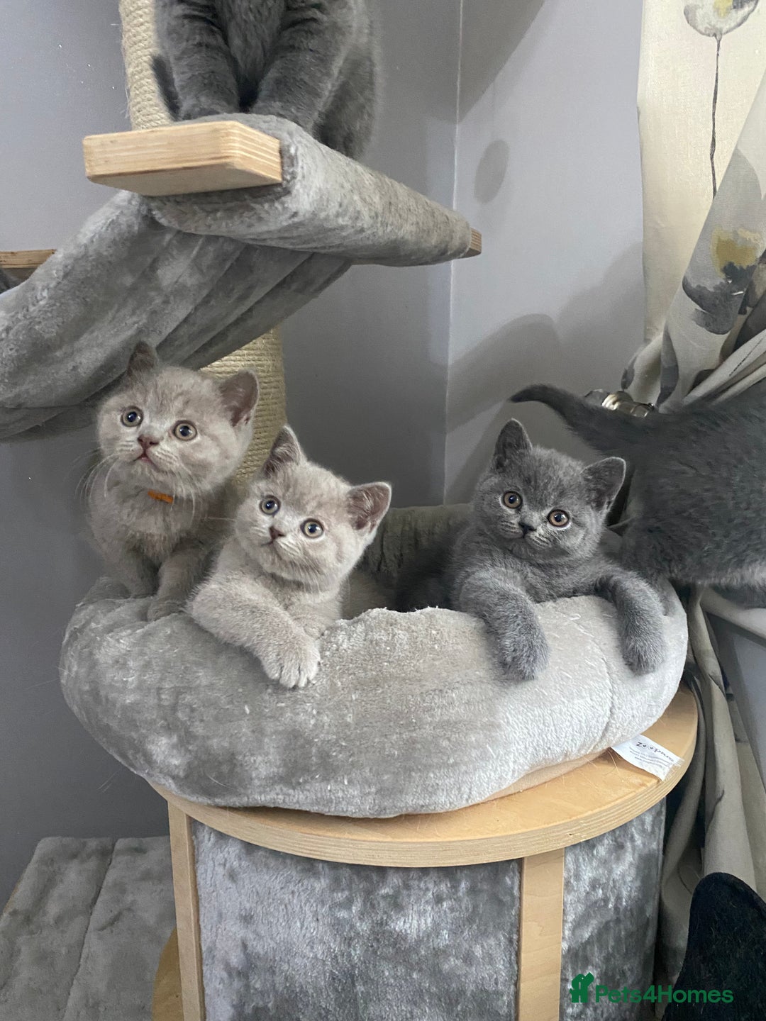 British Shorthair cats for stud: ⭐️ GCCF & TICA STUD  CARRYING CHOCOLATE ⭐️ in Derby - Advert 3