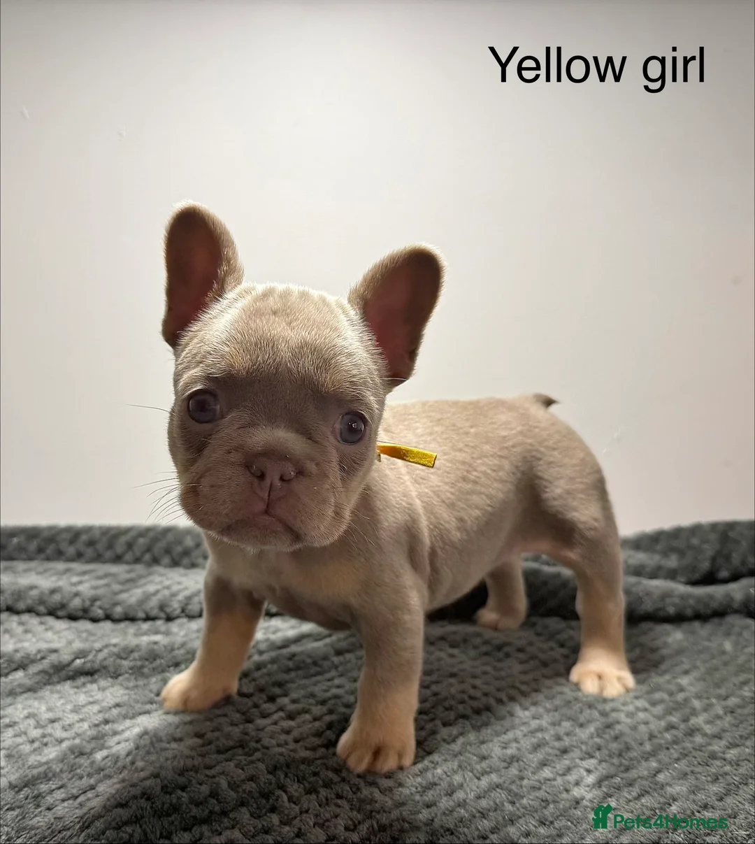 French Bulldog dogs for sale: Isabella NEWSHADE French bulldogs - Advert 7