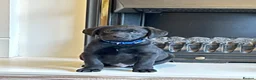 Labrador Retriever dogs for sale: Beautiful KC Labrador Pups Ready To Leave - Advert 15