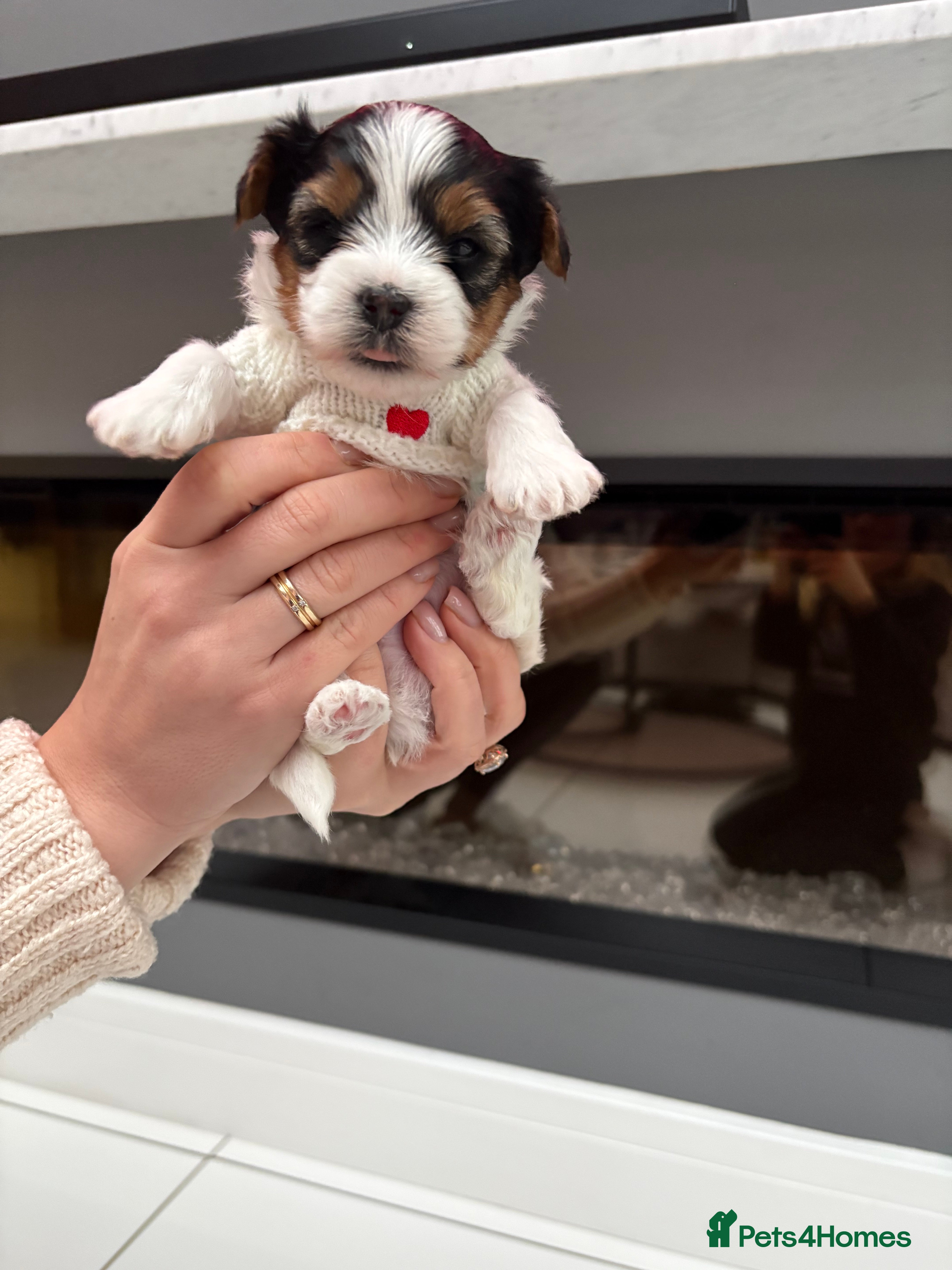 Yorkshire Terrier dogs Pure Biewer York Terriers for sale - Advert 12