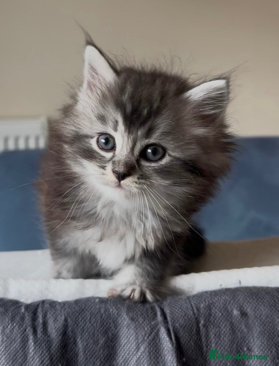 Persian cats Persian-Ragdoll Kittens - Affectionate and Fluffy - Advert 14
