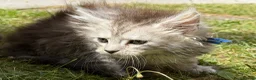 Maine Coon cats for sale: TICA active reg mainecoon kittens - Advert 11