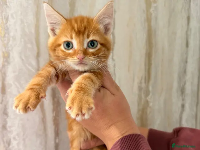 Maine Coon cats for sale: Half Maine coon kittens - Advert 19