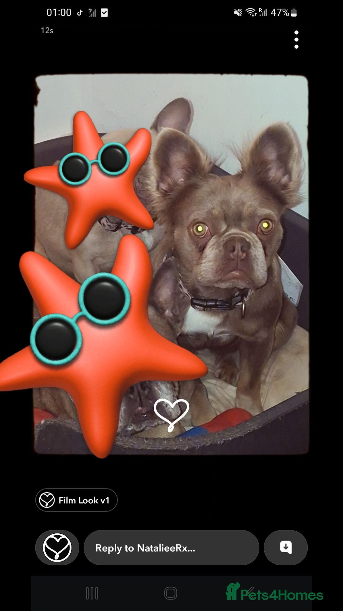 French Bulldog dogs 1.5 years old fluffy female  - Advert 15