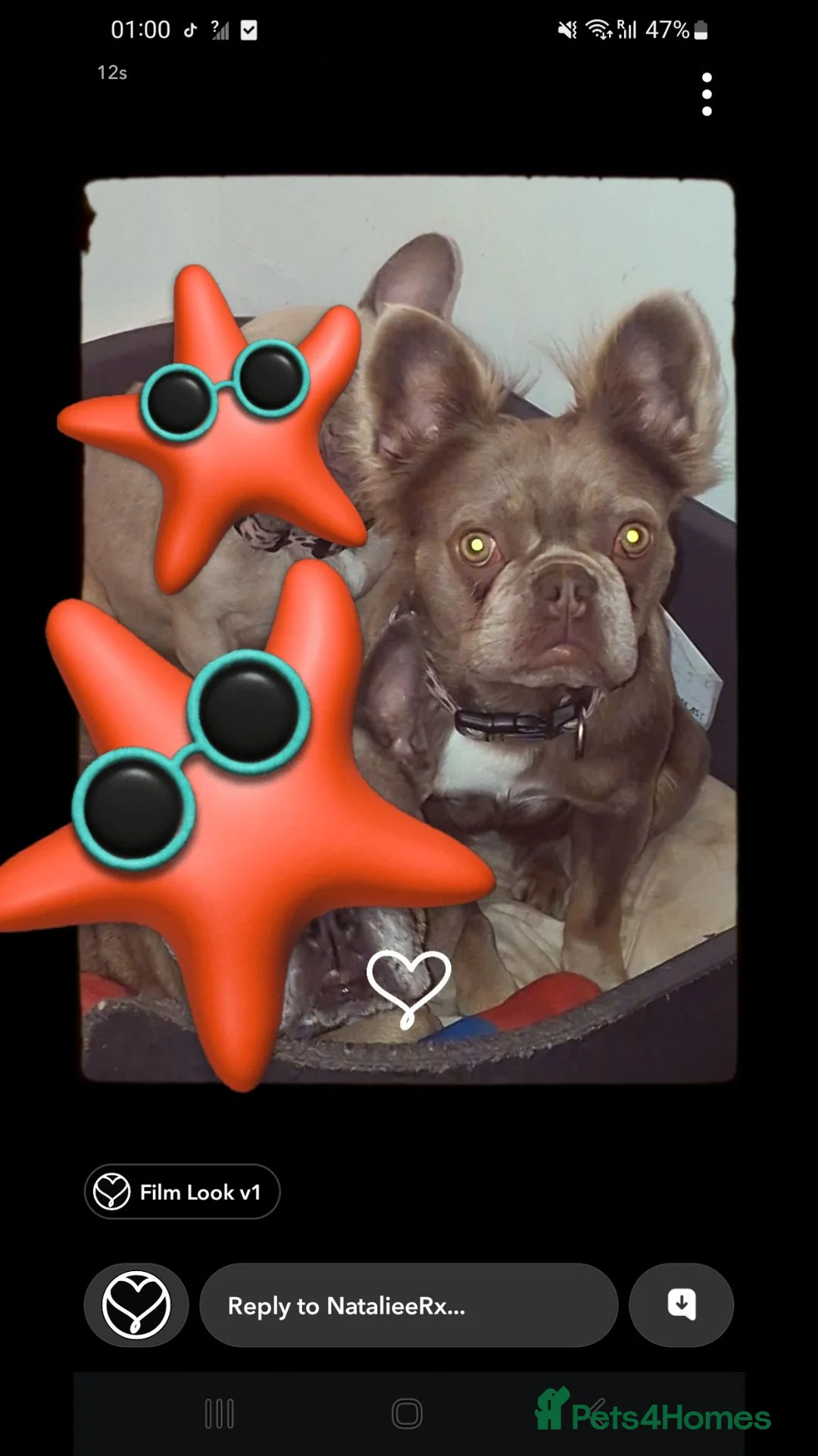 French Bulldog dogs for sale: 1.5 years old fluffy female  in Motherwell - Advert 1