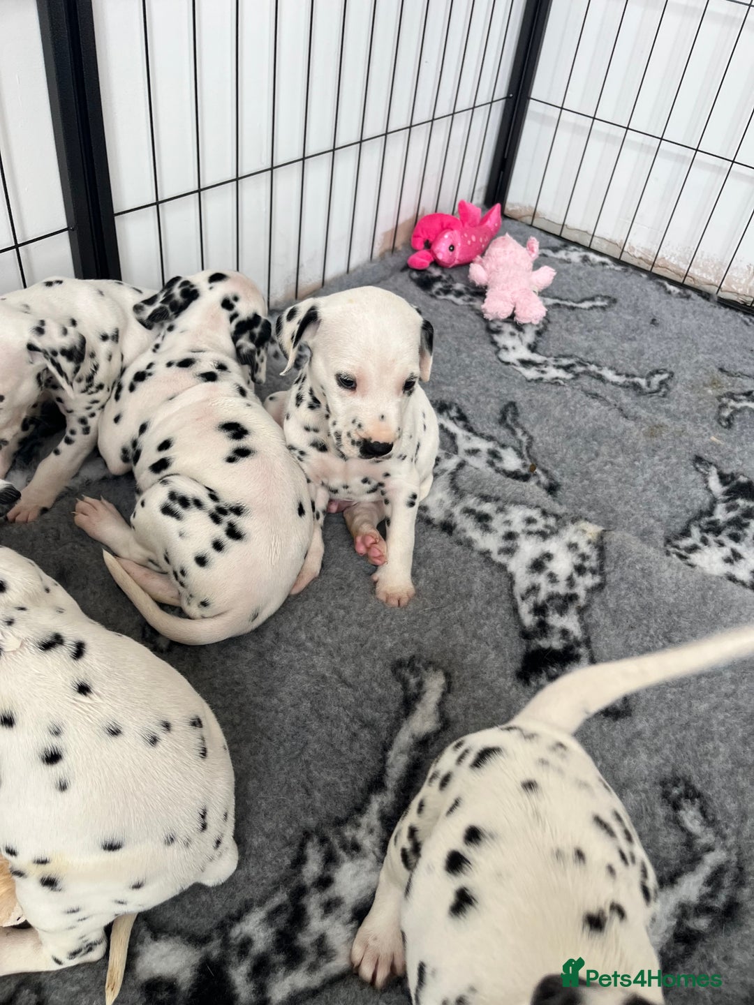 Dalmatian dogs for sale:  Just 2 full hearing puppies by champion parents  - Image 28