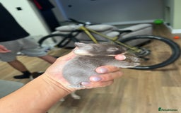 Netherland Dwarf rabbits for sale: 6 x netherland dwarfs for sale  - Image 1