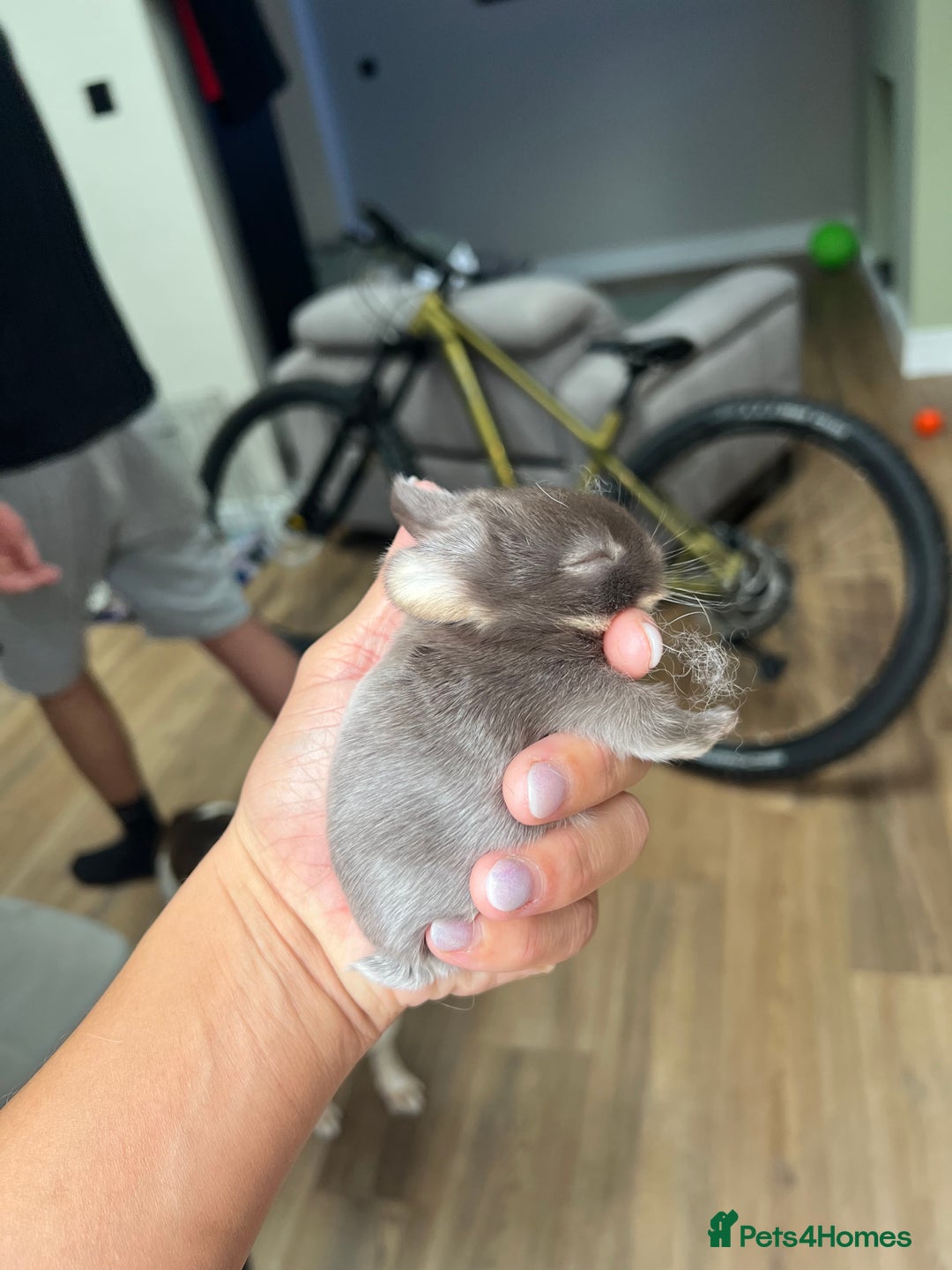 Netherland Dwarf rabbits for sale: 6 x netherland dwarfs for sale  - Image 1