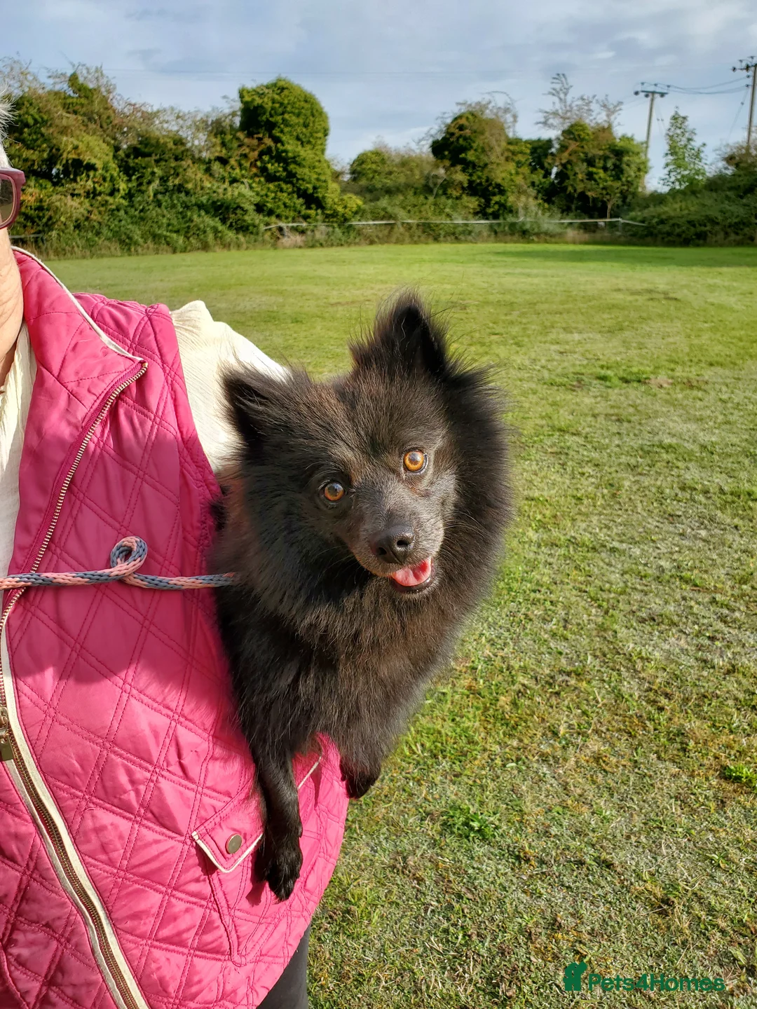 German Spitz dogs for sale: Beautiful Bluey Looking for Loving Home - Advert 10