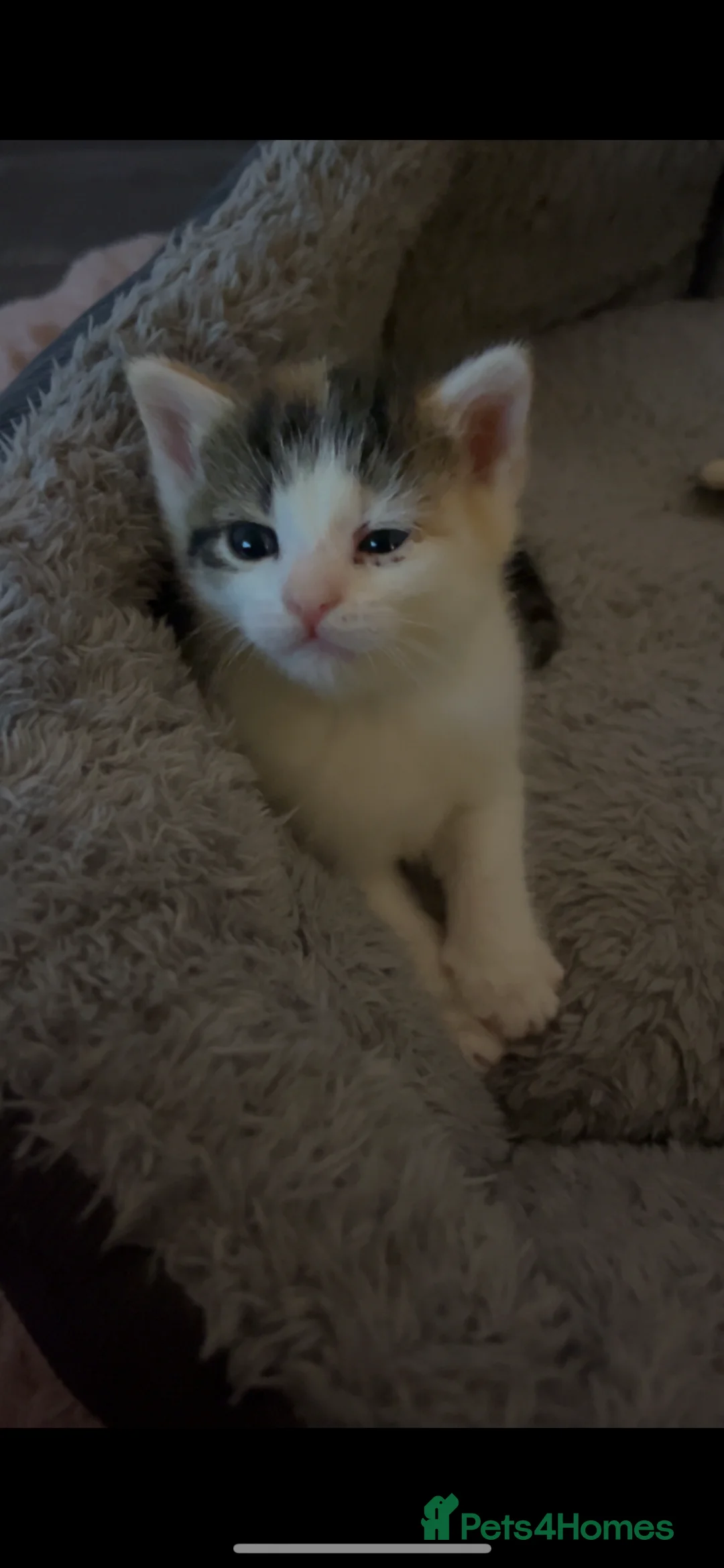 Mixed Breed cats for sale: 2 kittens for sale  - Advert 2