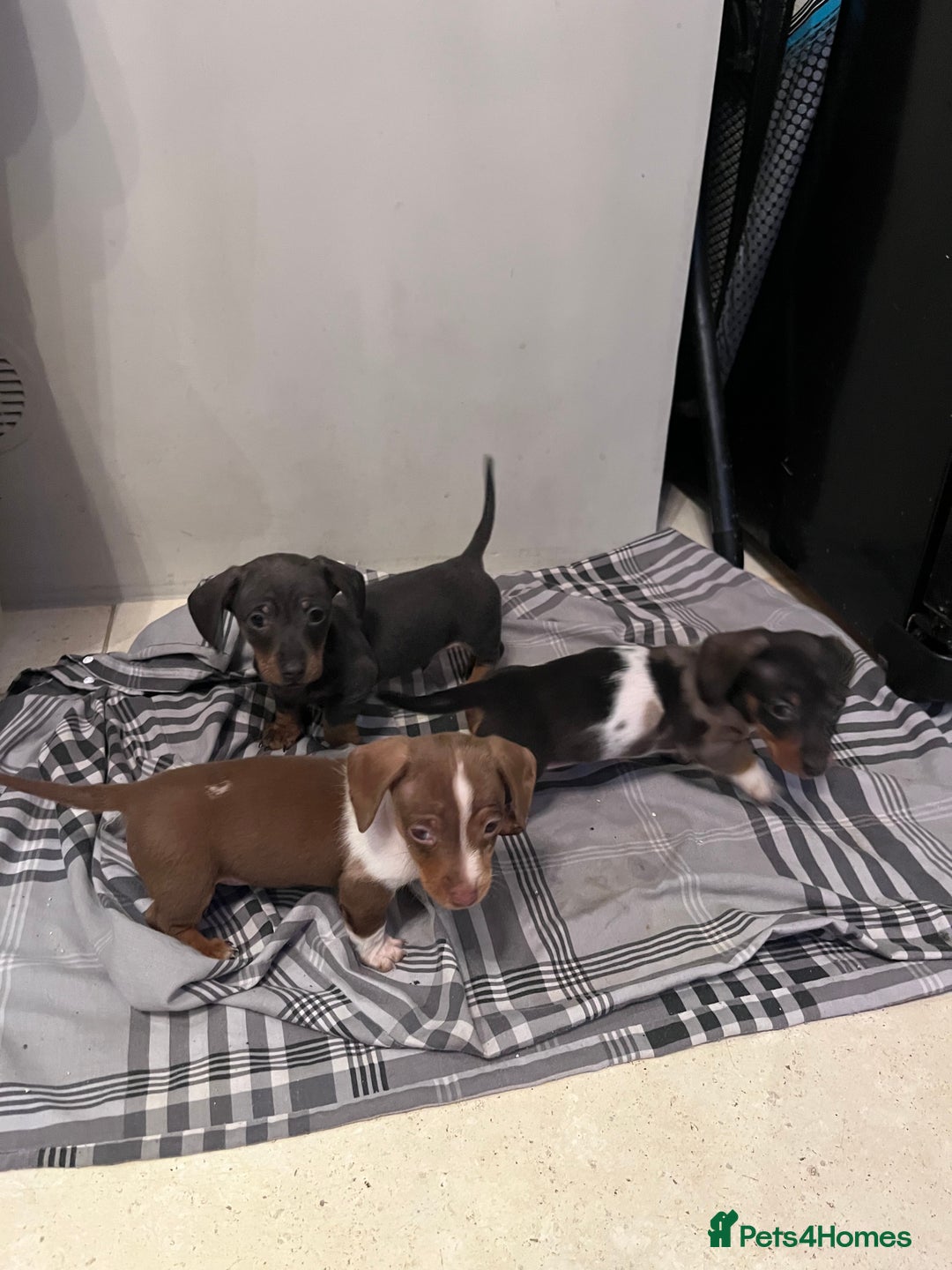 Miniature Dachshund dogs for sale: 💞Ready now Miniature dachshund 💞 - Advert 24