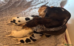 Cocker Spaniel dogs for sale: Outstanding show cocker pups - Image 3