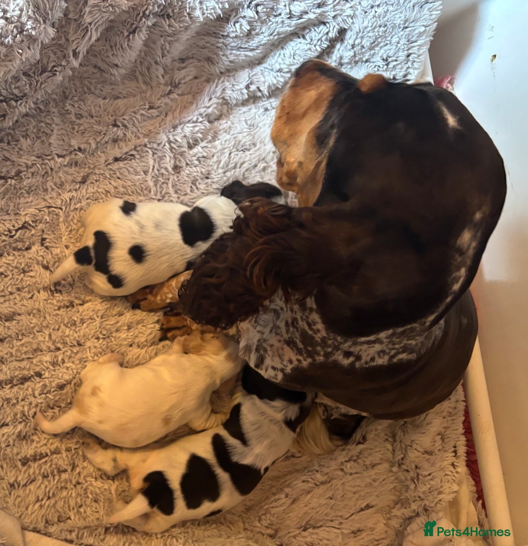 Cocker Spaniel dogs for sale: Outstanding show cocker pups - Image 3