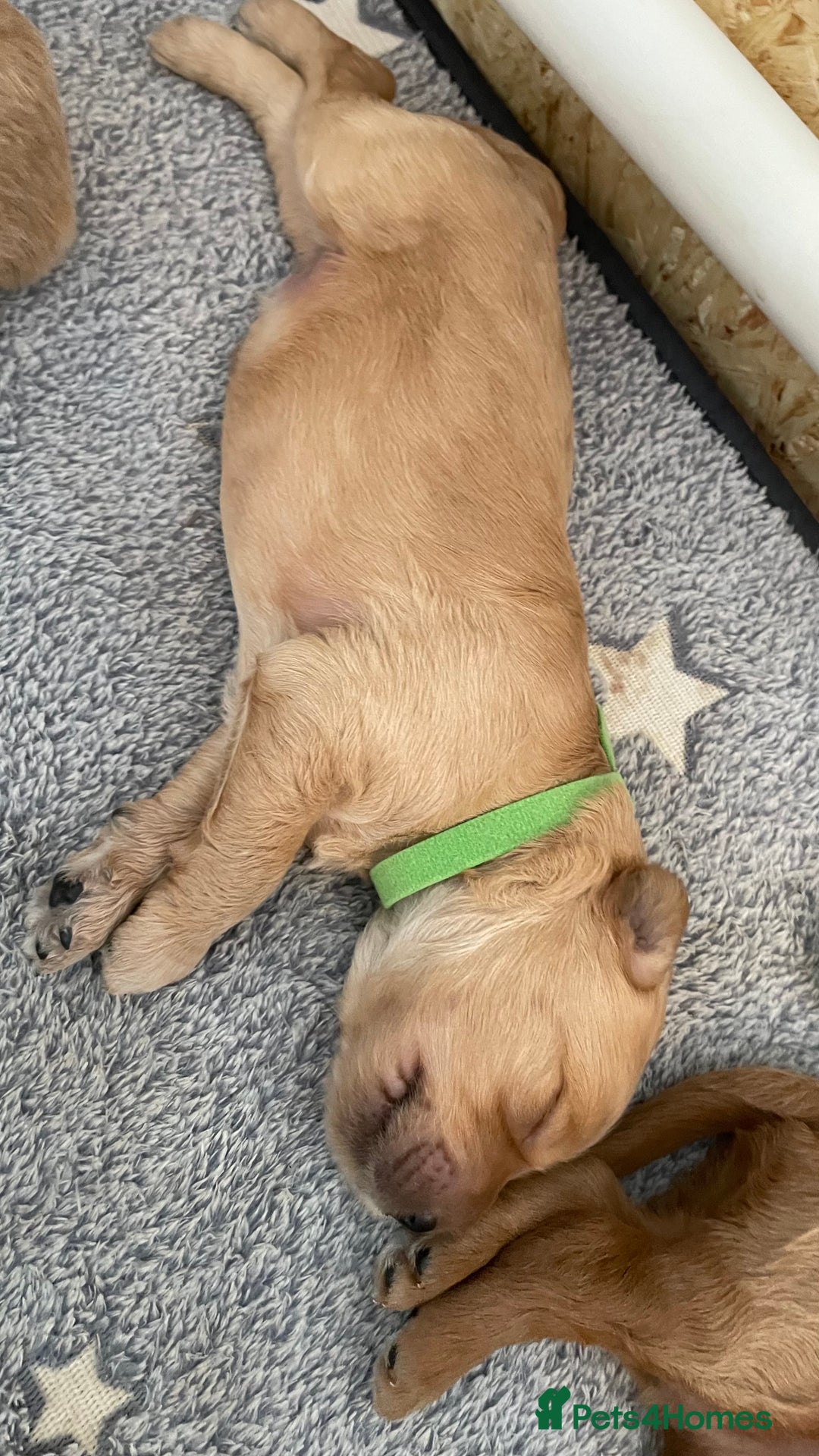 Goldendoodle dogs for sale: F1b Goldendoodles available for reservation - Image 8