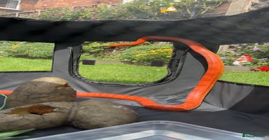 Corn Snake reptiles Beautiful cornsnake for sale to loving owner! - Advert 4