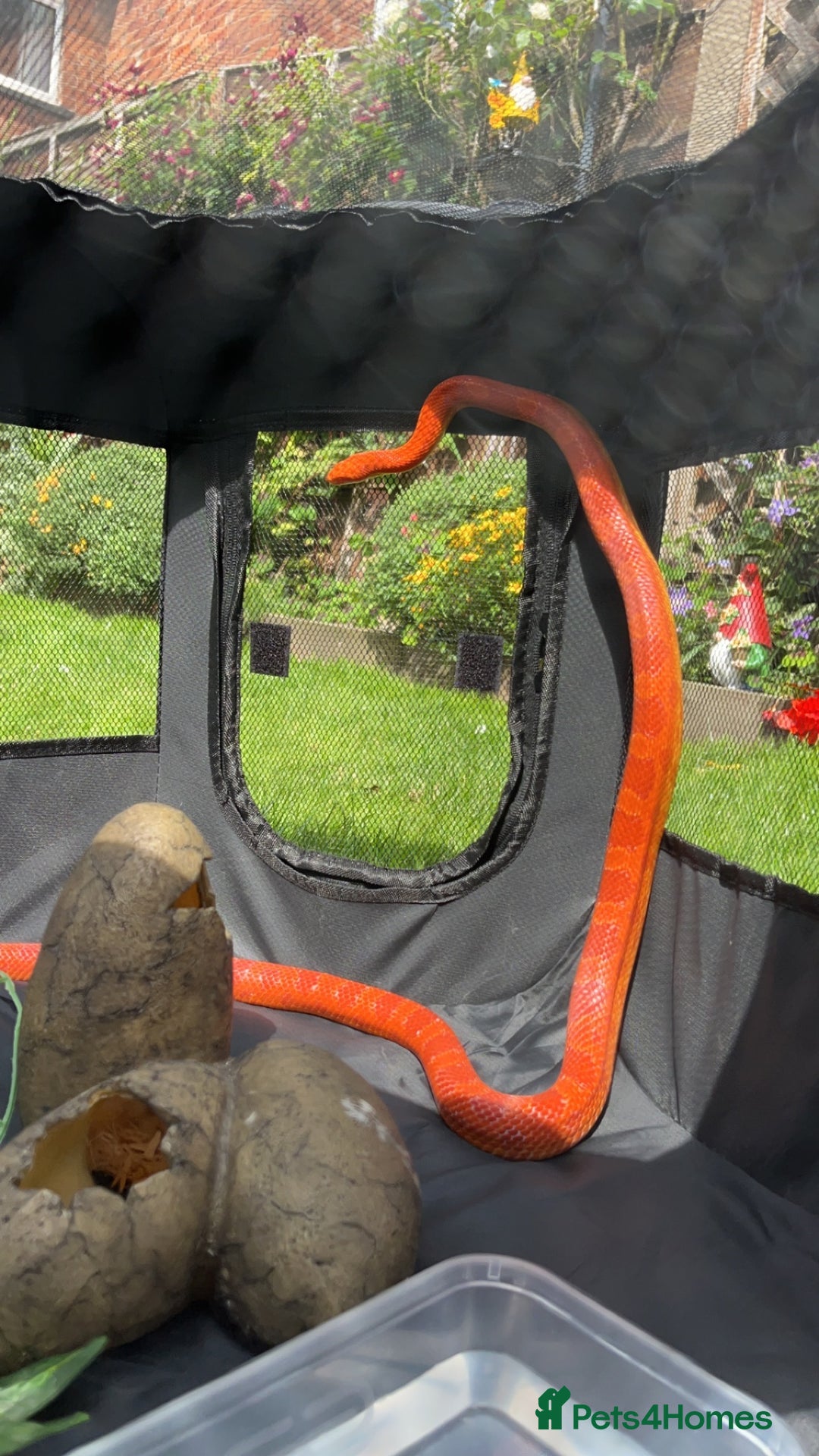 Corn Snake reptiles for sale: Beautiful cornsnake for sale to loving owner! - Advert 3