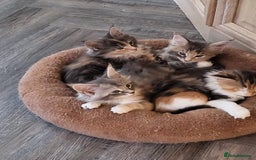 Maine Coon cats for sale:  READY NOW! TICA Pedigree Maine Coon Kittens - Image 1