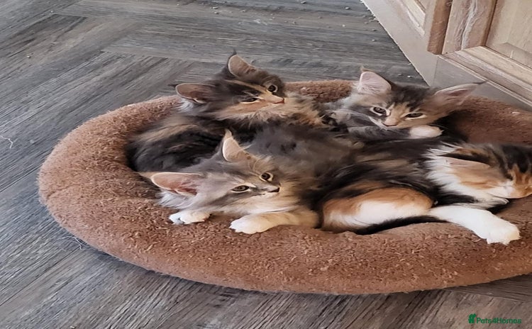 Maine Coon cats - Advert 6
