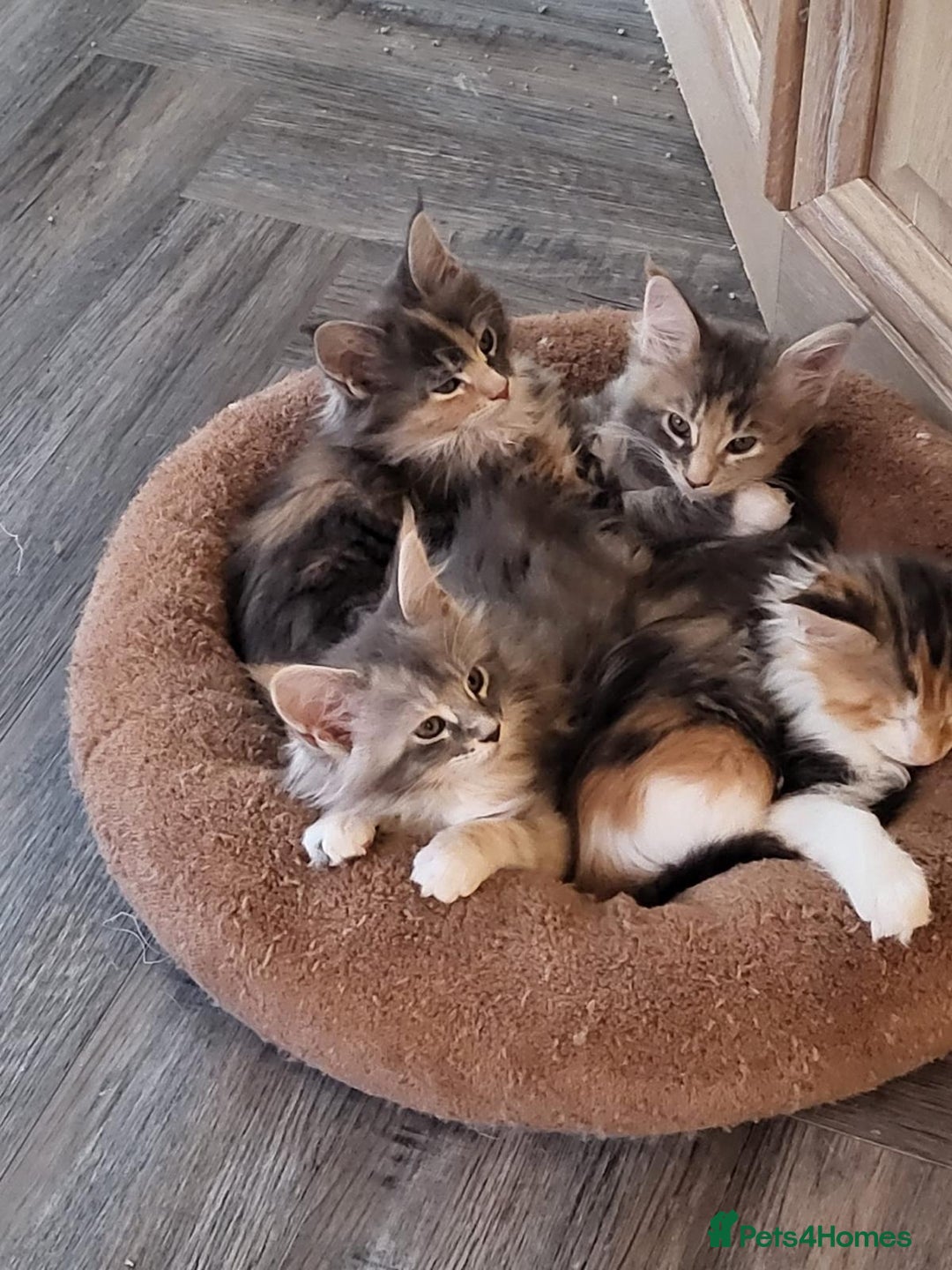 Maine Coon cats for sale:  READY NOW! TICA Pedigree Maine Coon Kittens - Image 1