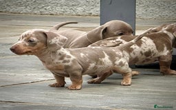 Miniature Dachshund dogs for sale: Beautiful litter of miniature dachshund puppies  - Image 18