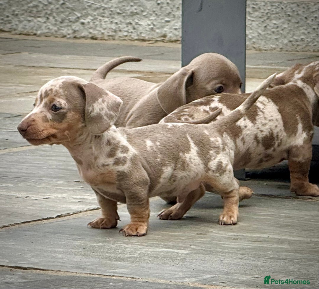 Miniature Dachshund dogs for sale: Beautiful litter of miniature dachshund puppies  - Image 18