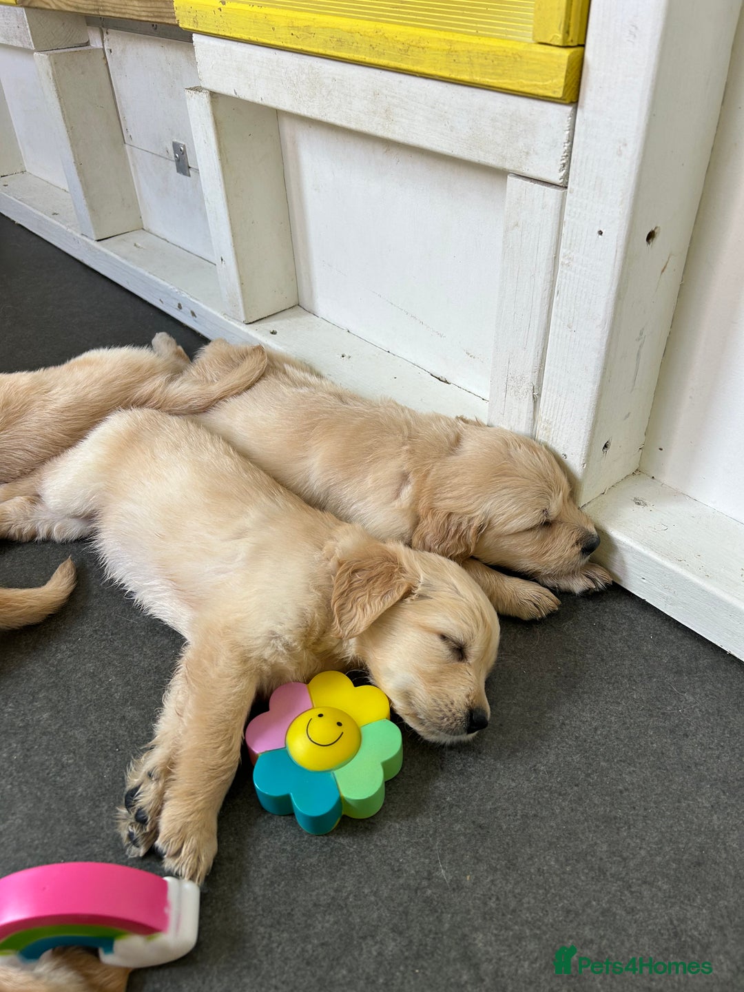 Golden Retriever dogs for sale: Golden retriever puppies for sale  - Image 17