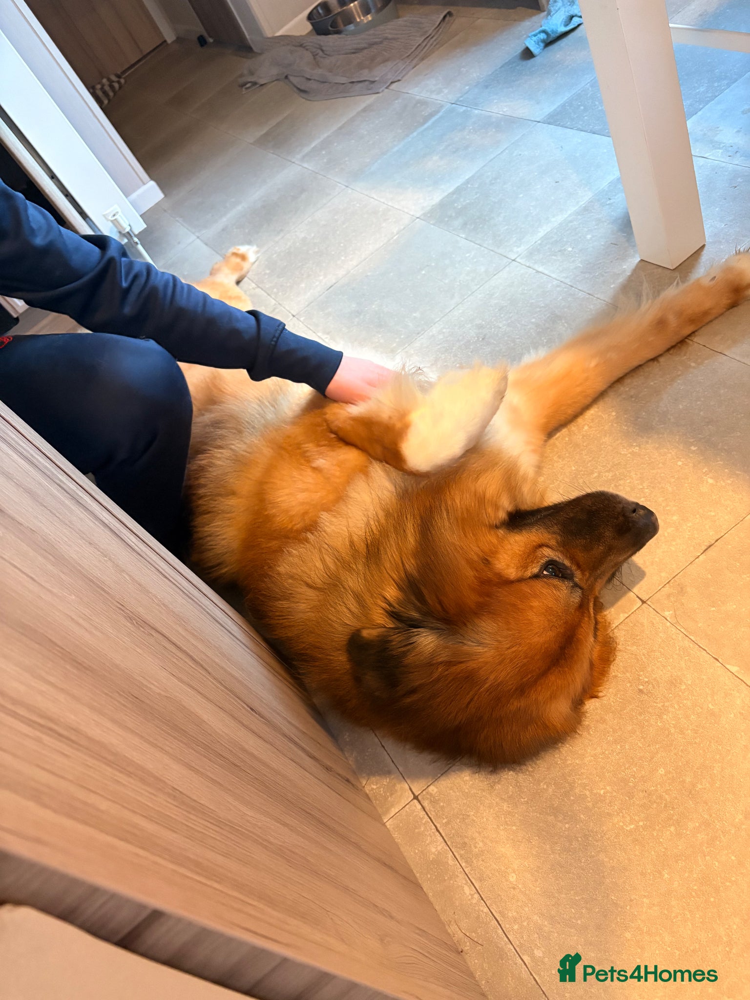 Mixed Breed dogs Luca- mixed st bernard and german shepherd  - Advert 1