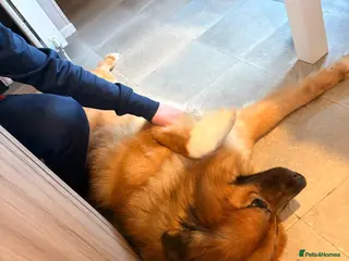 Mixed Breed dogs Luca- mixed st bernard and german shepherd - Advert 1